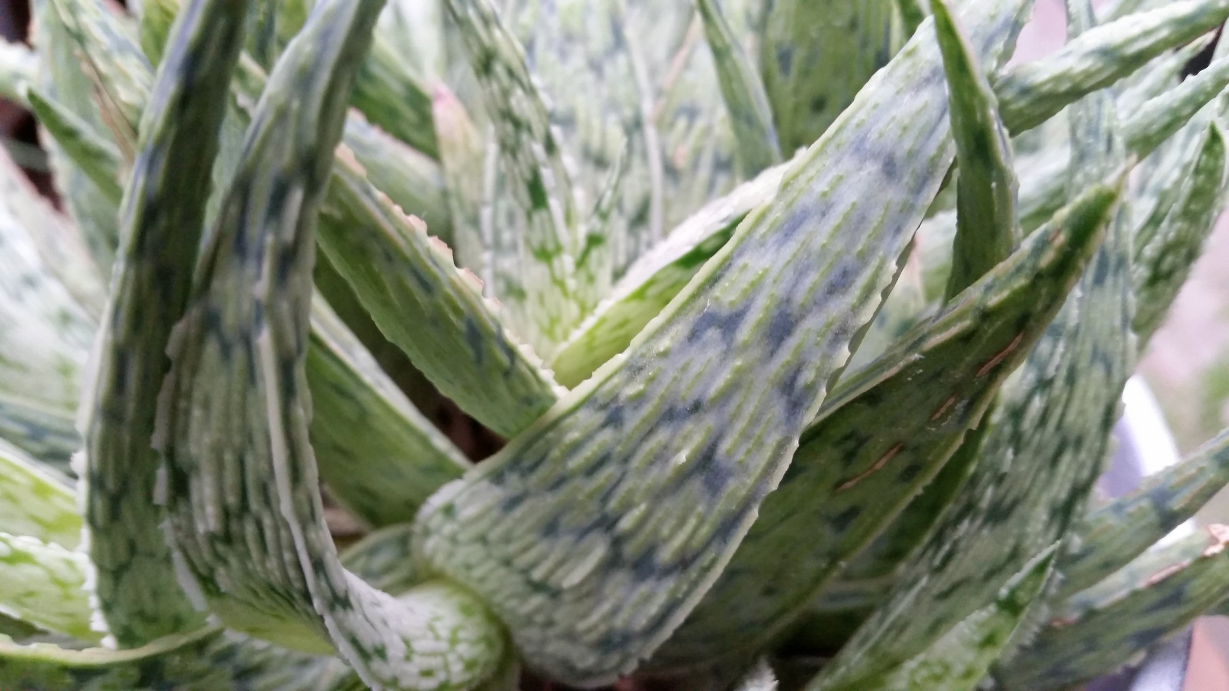 Pink Blush Aloe.jpg