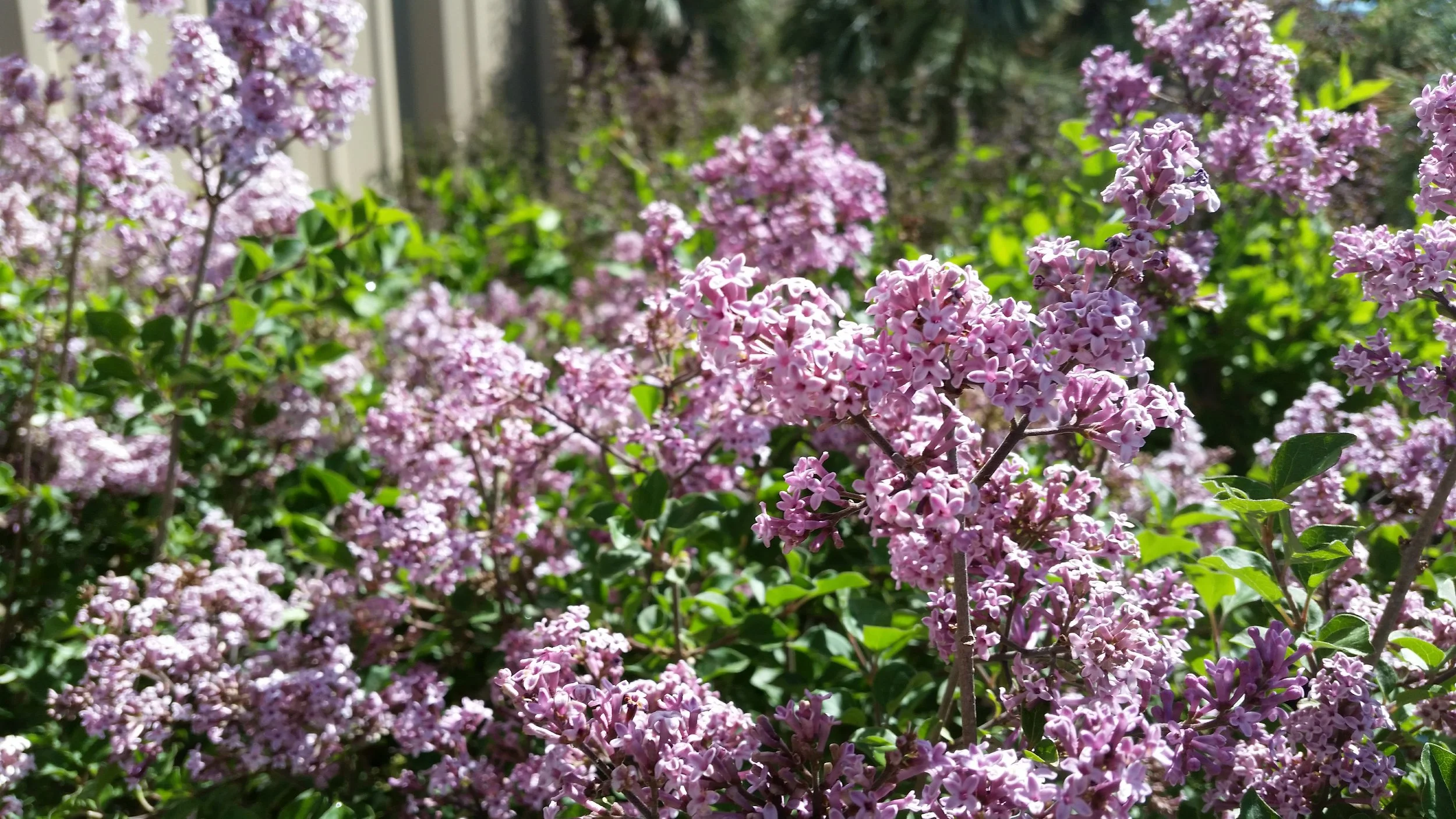 Dwarf Korean Lilac Photo Credits: Handy Andy's Nursery