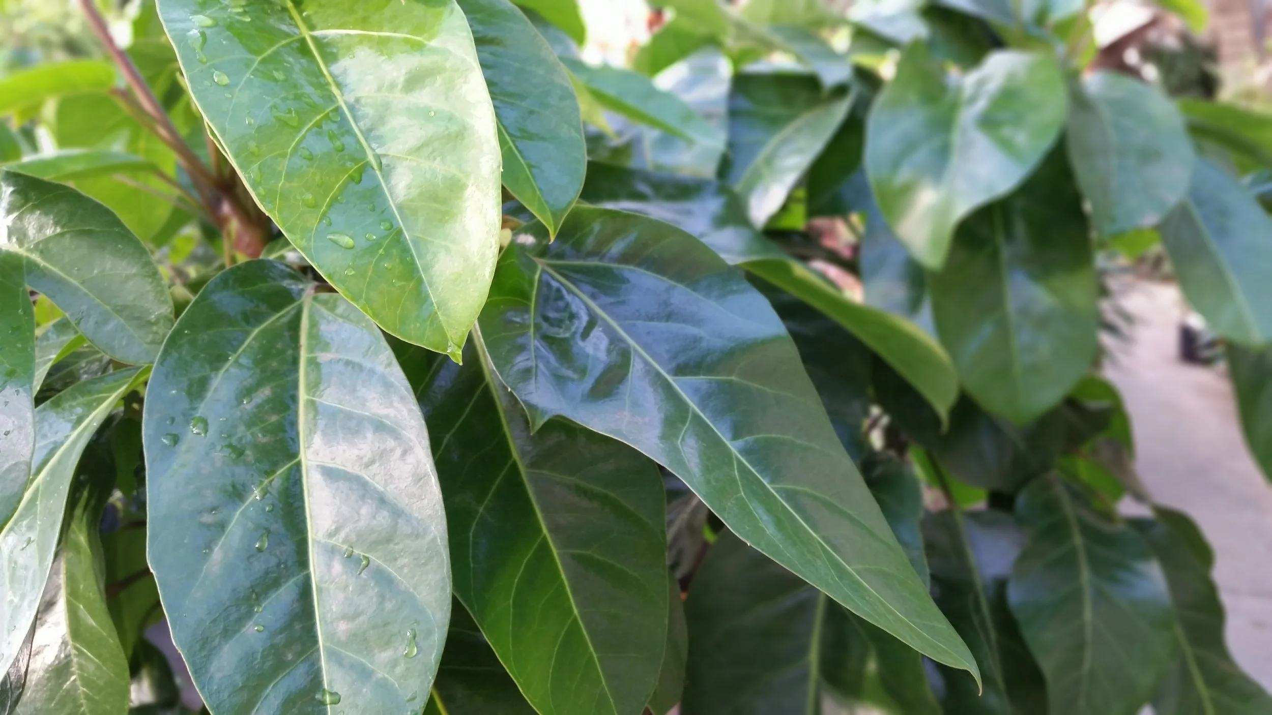 Schefflera 'Amate' Photo Credits: Handy Andy's Nursery