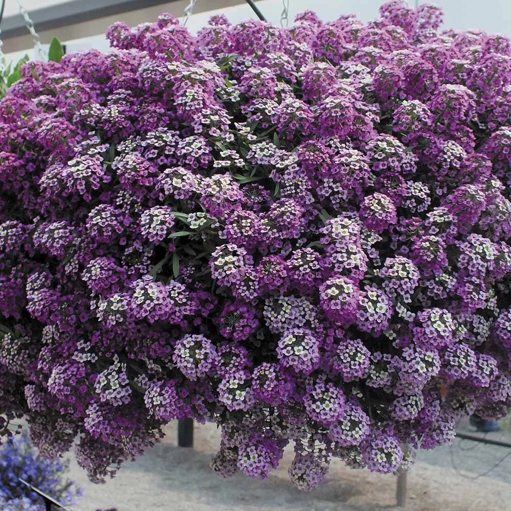 Alyssum — Handy Andy's Nursery