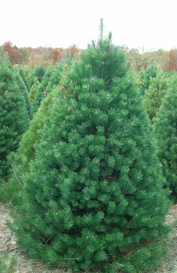 SCOTCH PINE WE’RE SORRY BUT THIS TREE WILL BE UNAVAILABLE FOR THE 2018 SEASON The Scotch Pine is known for its sturdy branching and ability to support large ornaments. Originally from Europe, it has adapted well to the Midwest climate. It has medium 1 1/2-3" needles and is renowned for its excellent needle retention. The Scotch Pine provides a nice price point for most Christmas tree buyers.