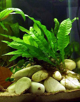 Java Fern Photo Credits: Published to Web