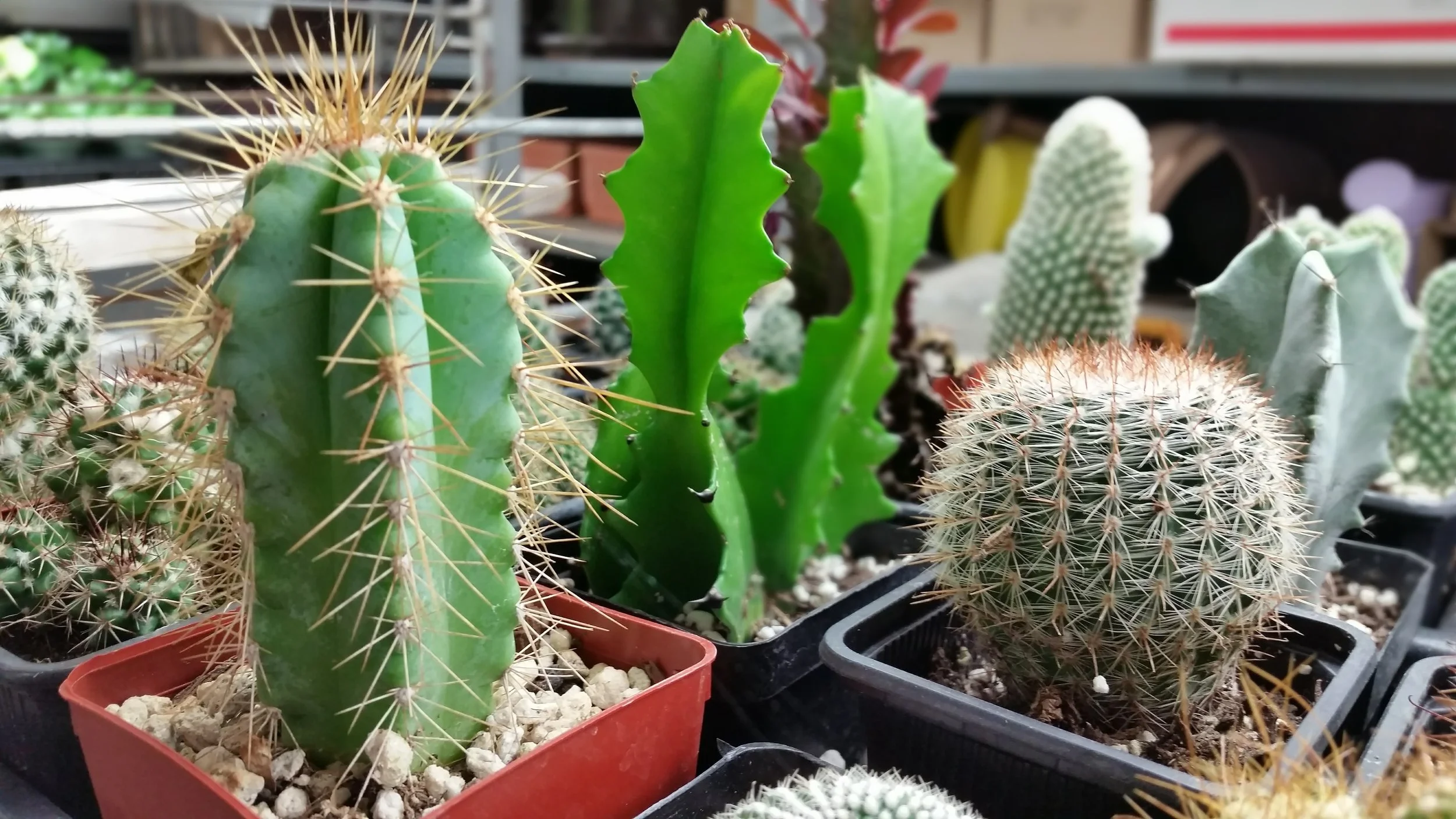 Assorted Cacti Photo Credits: Published to Web