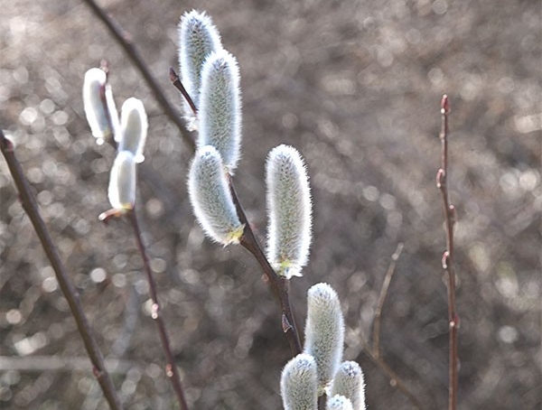 Photo Credits: Published to Web Fuzzy Catkins of the Pussy Willow appear before its leaves emerge in early spring.
