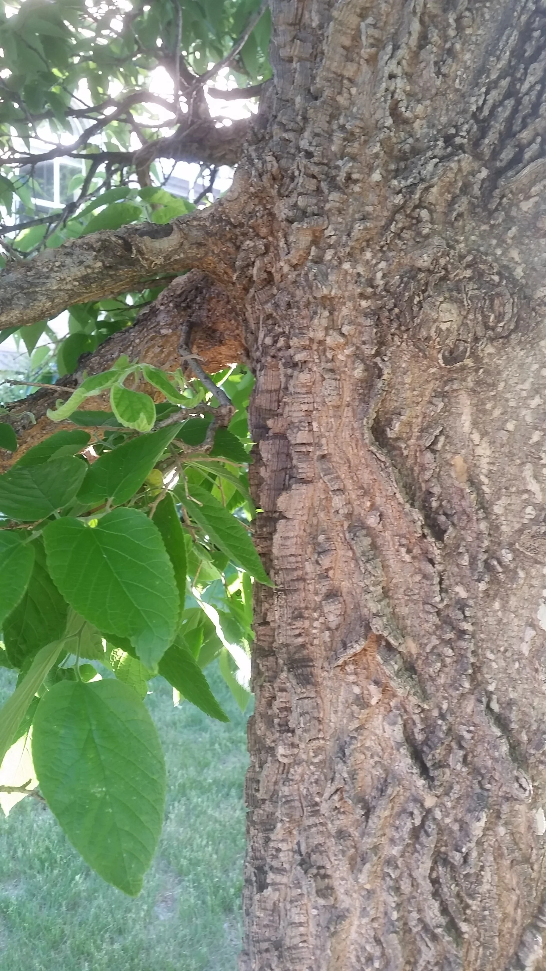 Celtis / Hackberry — Handy Andy's Nursery