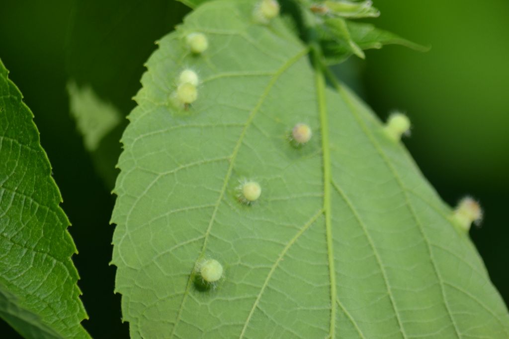 Celtis / Hackberry — Handy Andy's Nursery