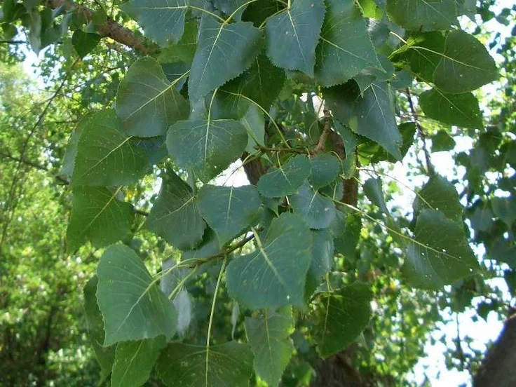 Populus deltoides (Siouxland).jpg
