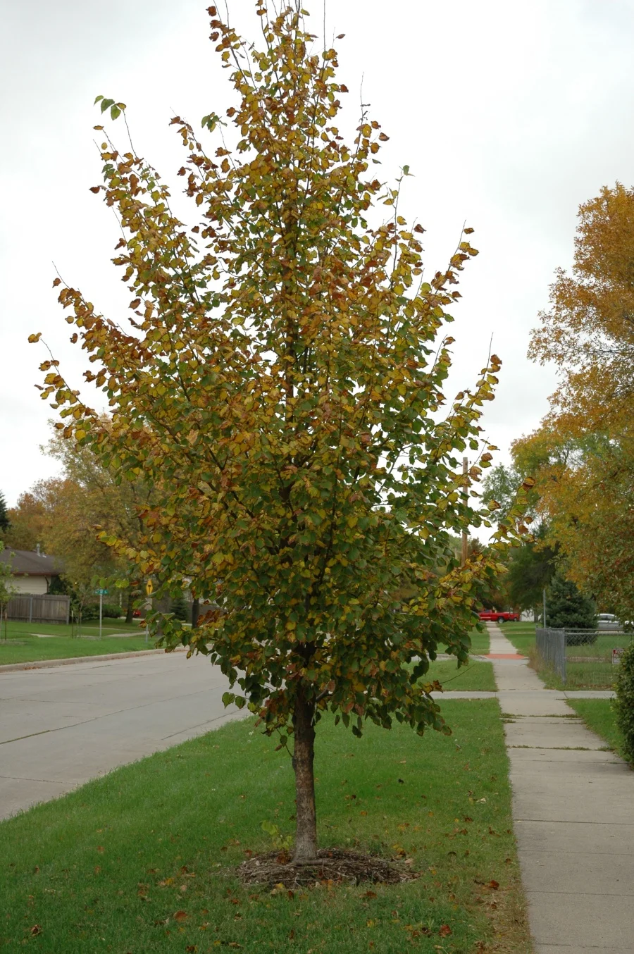 HARVEST GOLD LINDEN