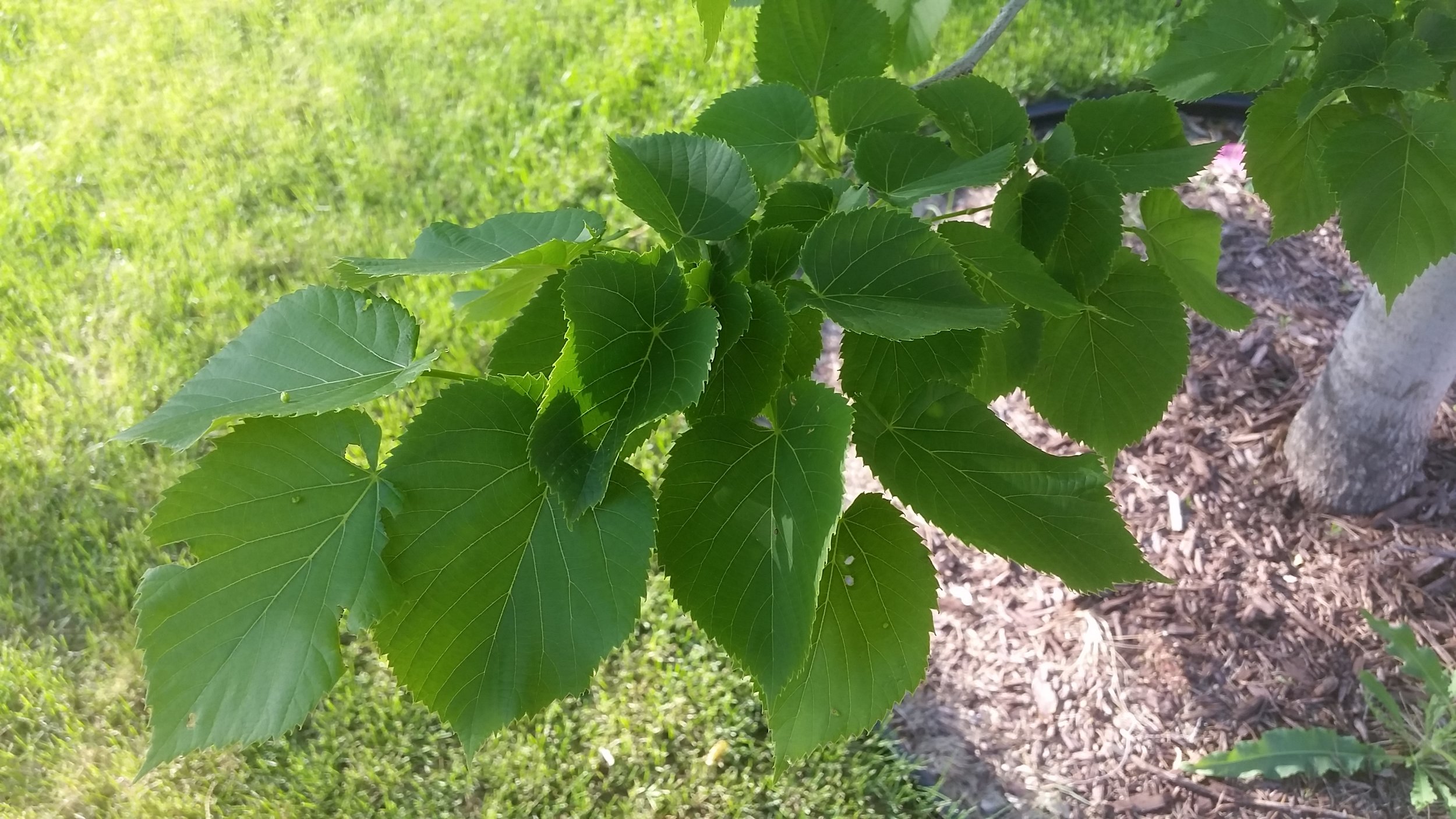 Tilia / Linden — Handy Andy's Nursery