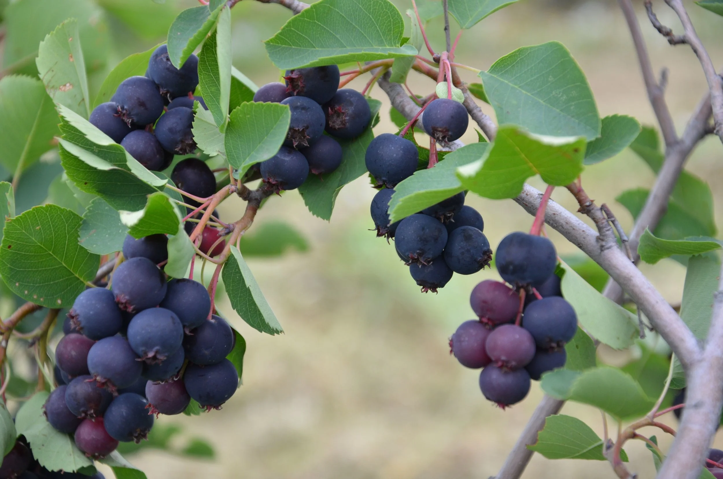 RIPE FRUIT OF SERVICEBERRY