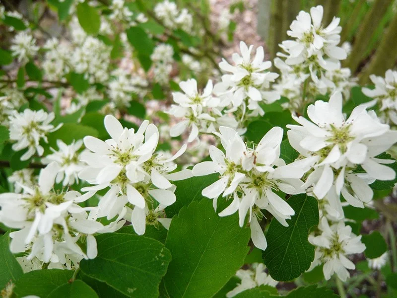 FLOWERS OF SERVICEBERRY