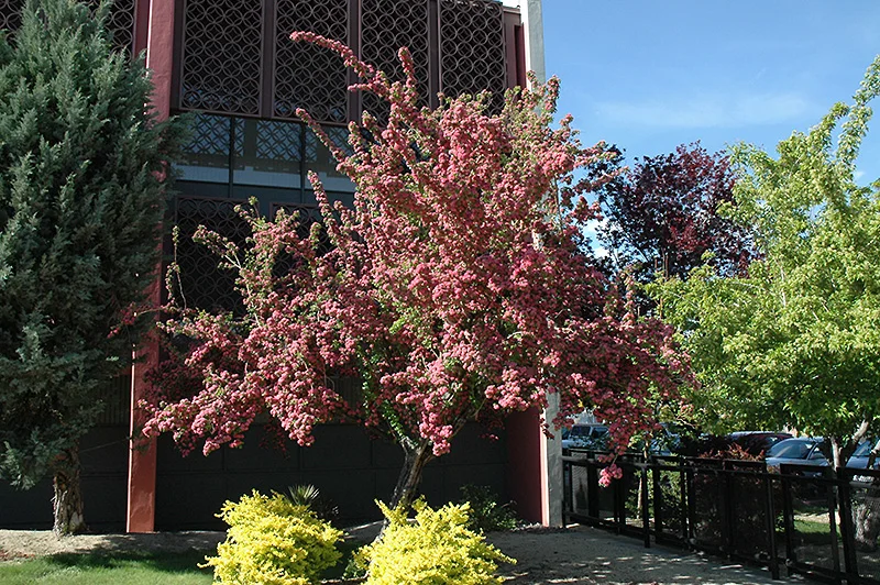 TOBA HAWTHORN