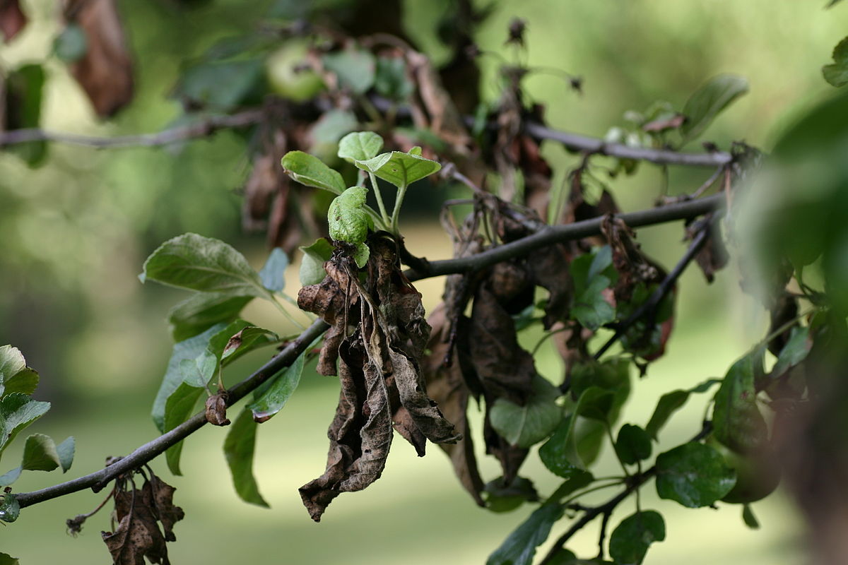 1200px-Apple_tree_with_fire_blight.jpg