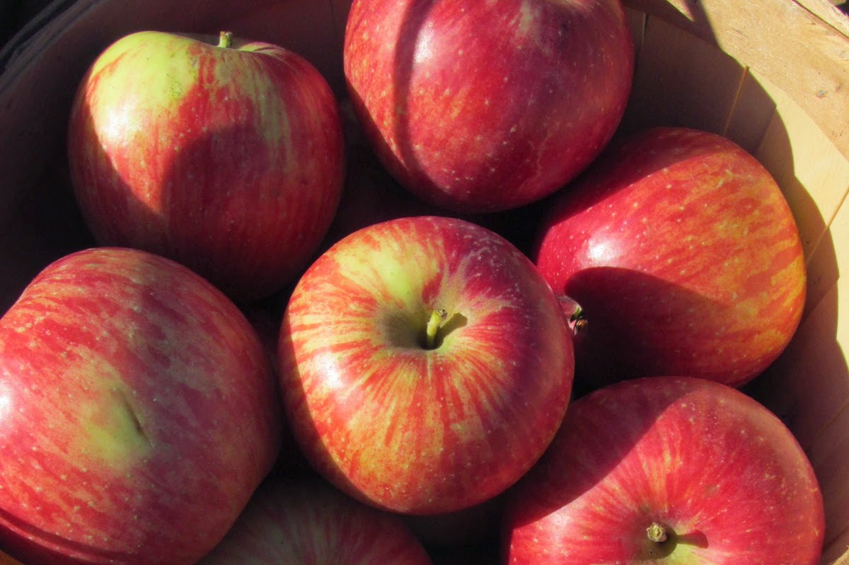 Haralson Apples.JPG