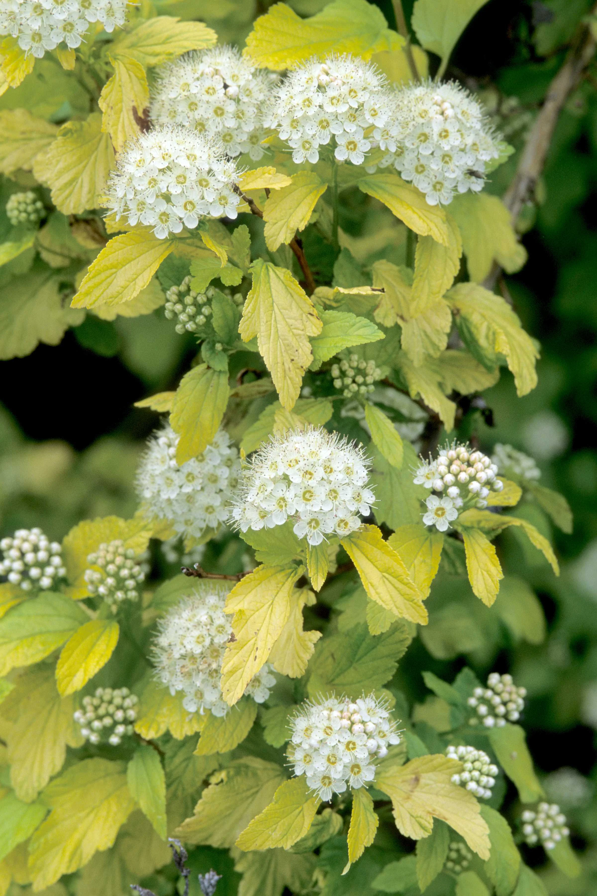 Physocarpus / Ninebark — Handy Andy's Nursery