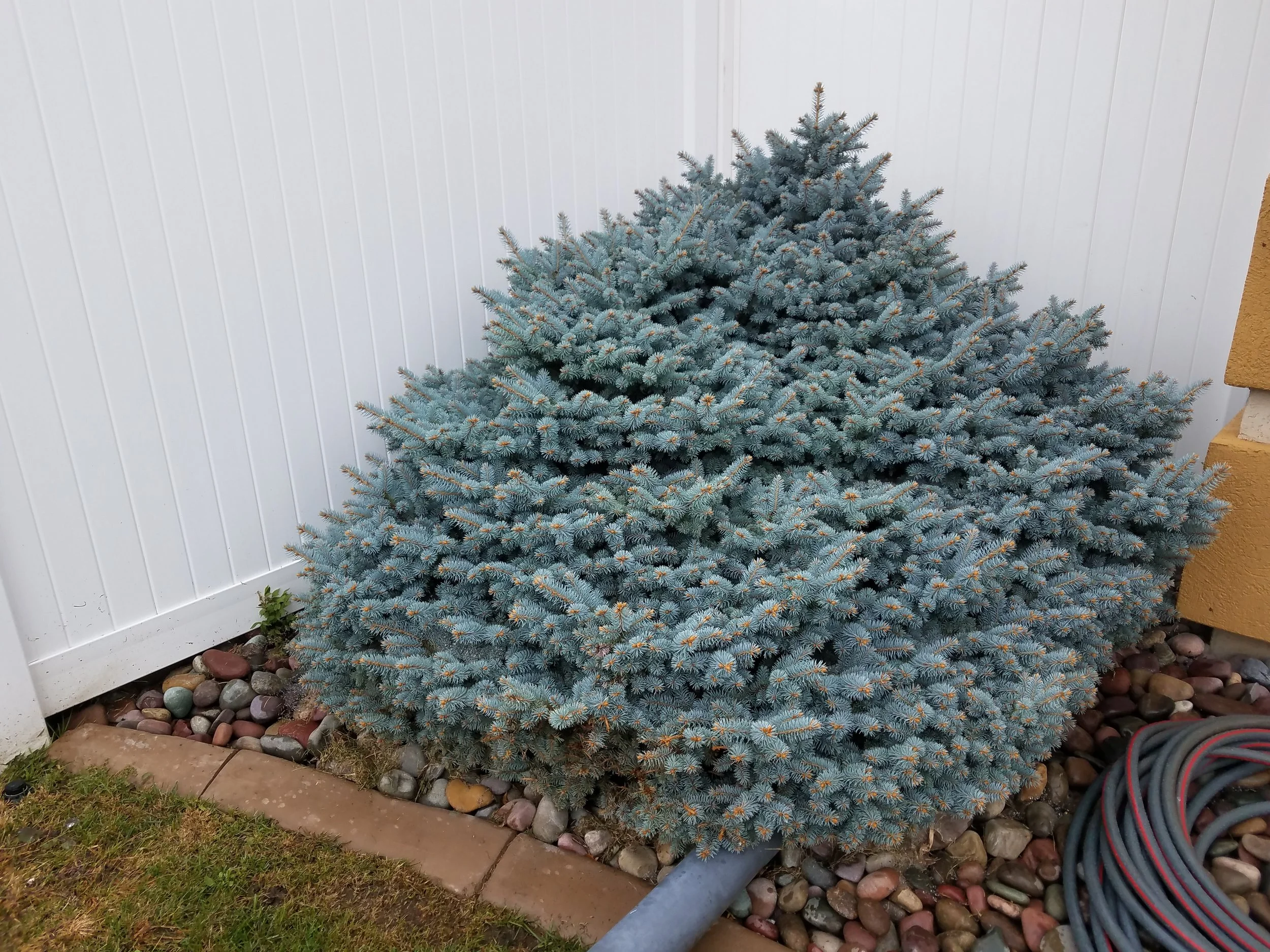 Picea / Spruce — Handy Andy's Nursery, image size:2500x1875