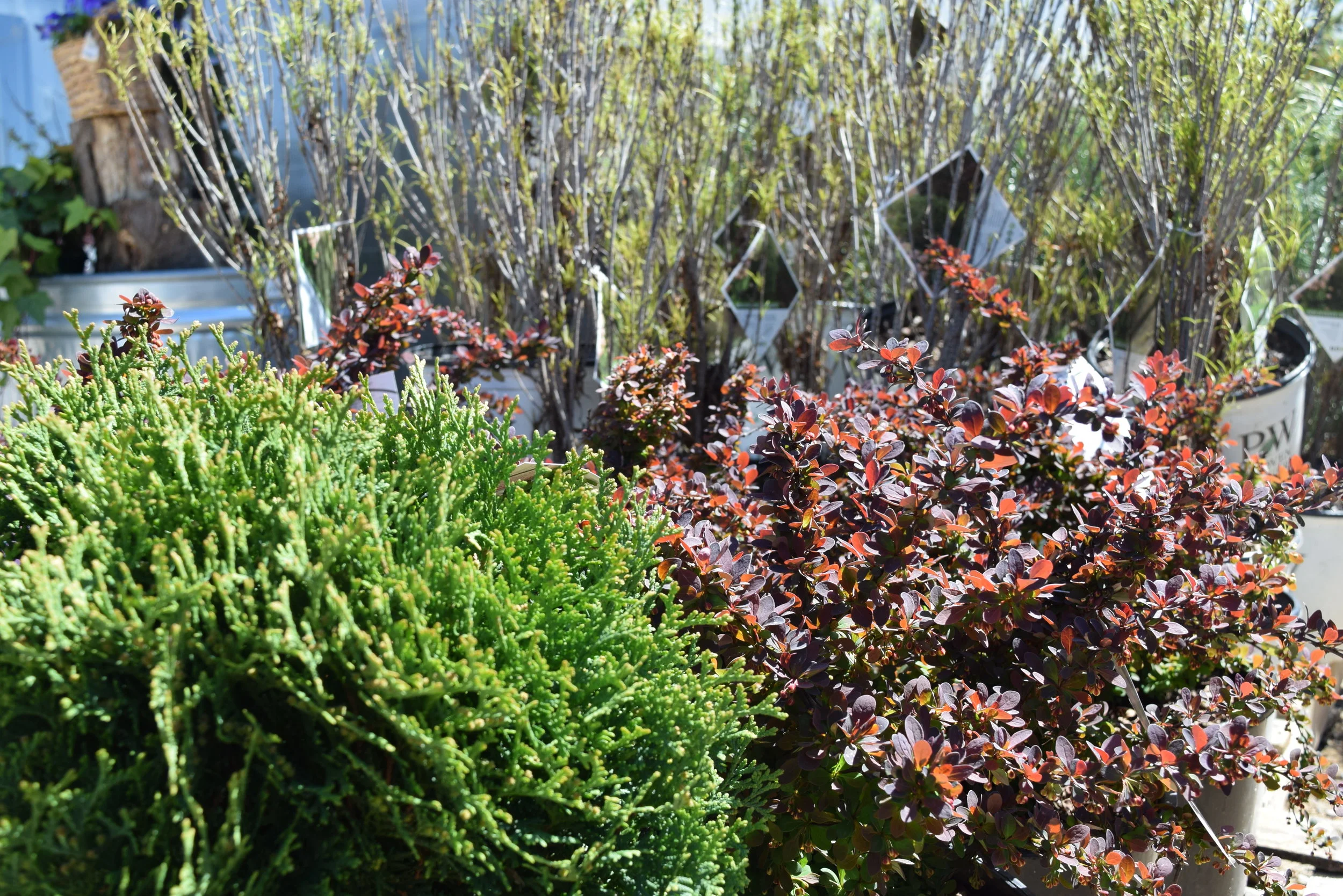 DSC_4493.JPG