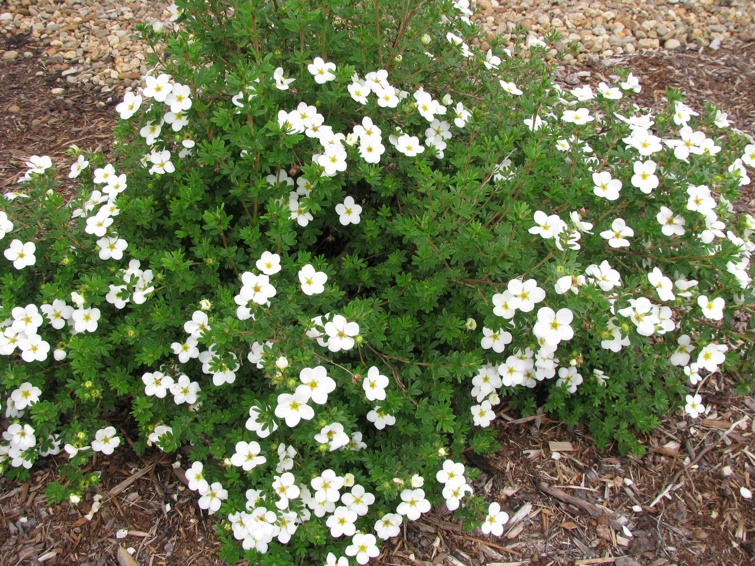 Potentilla Handy Andy s Nursery