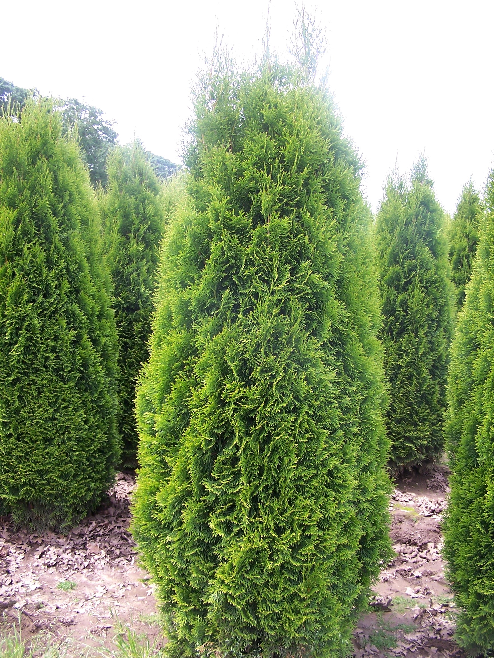 Thuja Arborvitae — Handy Andys Nursery