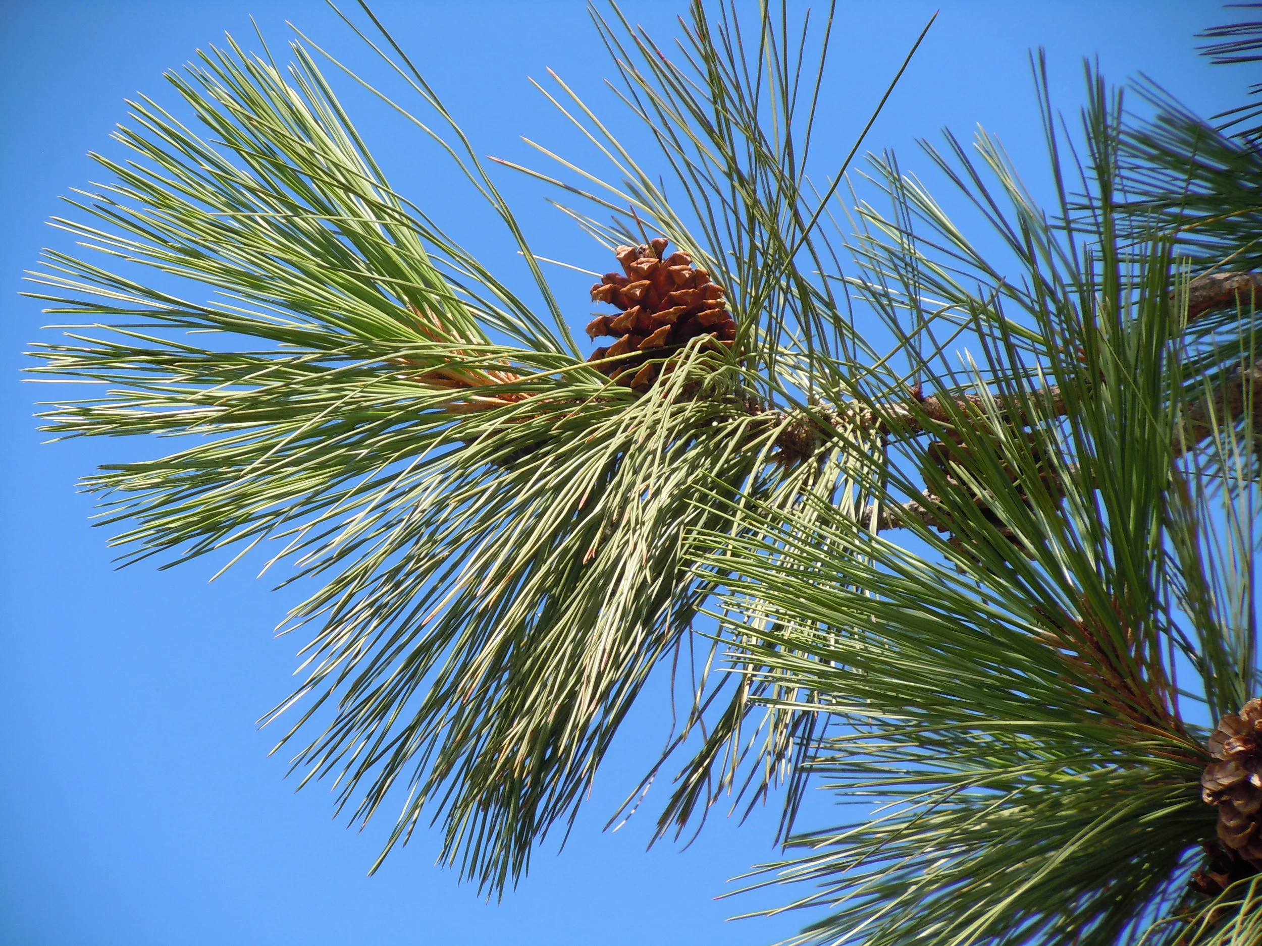 Pinus_ponderosa_var._ponderosa_002_—_Matt_Lavin.jpg