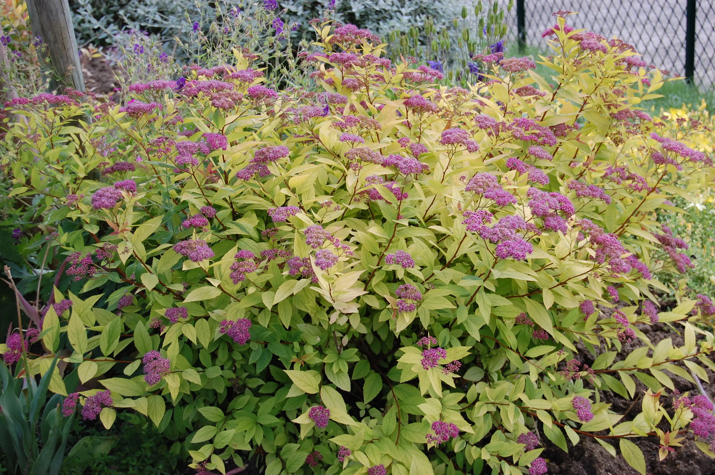 spirea-goldflame.jpg