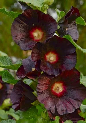 Alcea-Blacknight-Hollyhock.jpg