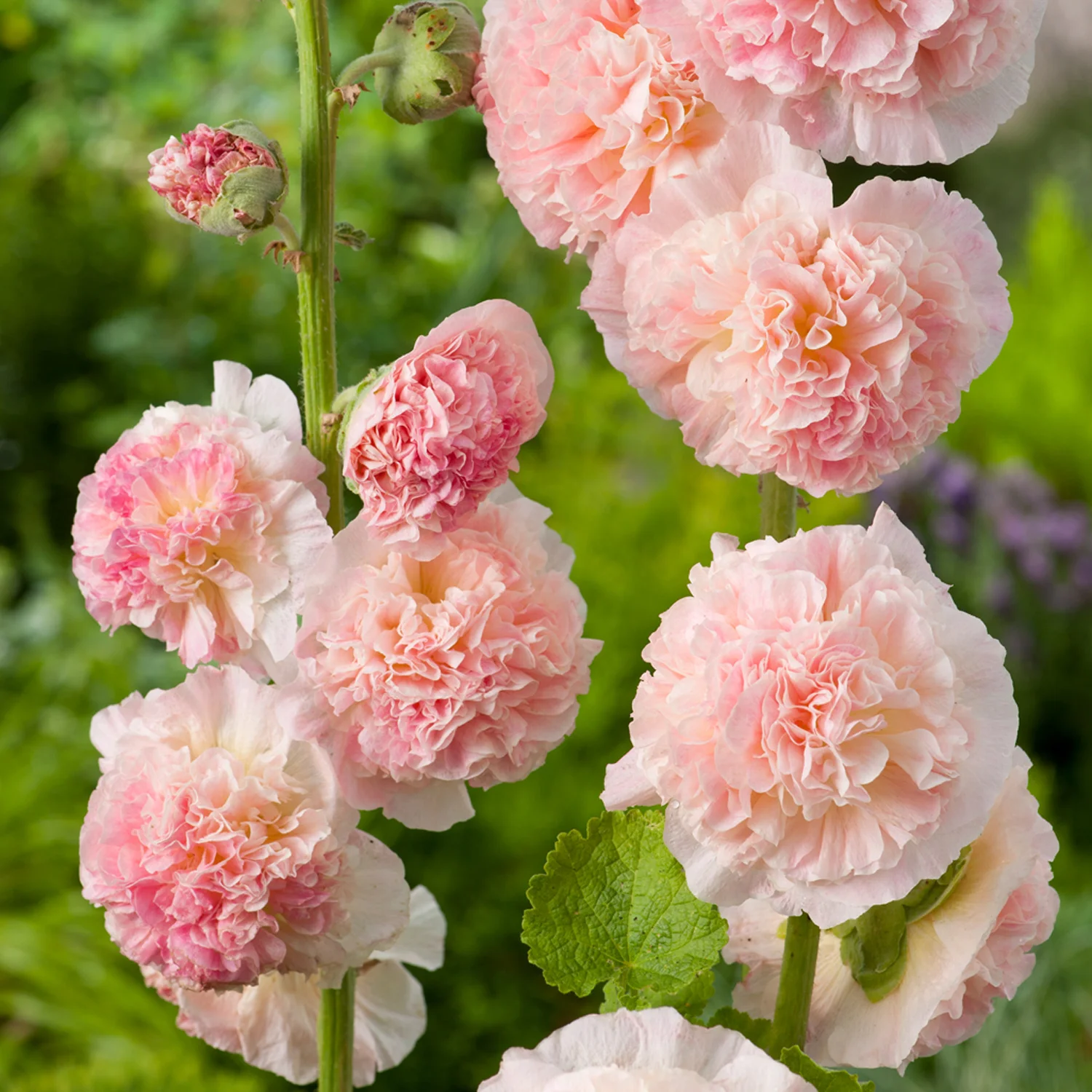 Alcea / Hollyhock — Handy Andy's Nursery