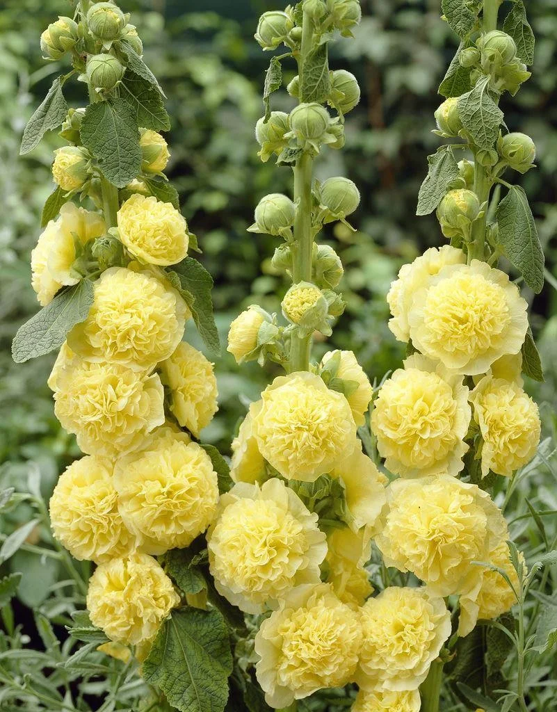Alcea-rosea-Chaters-Yellow(Double).jpg