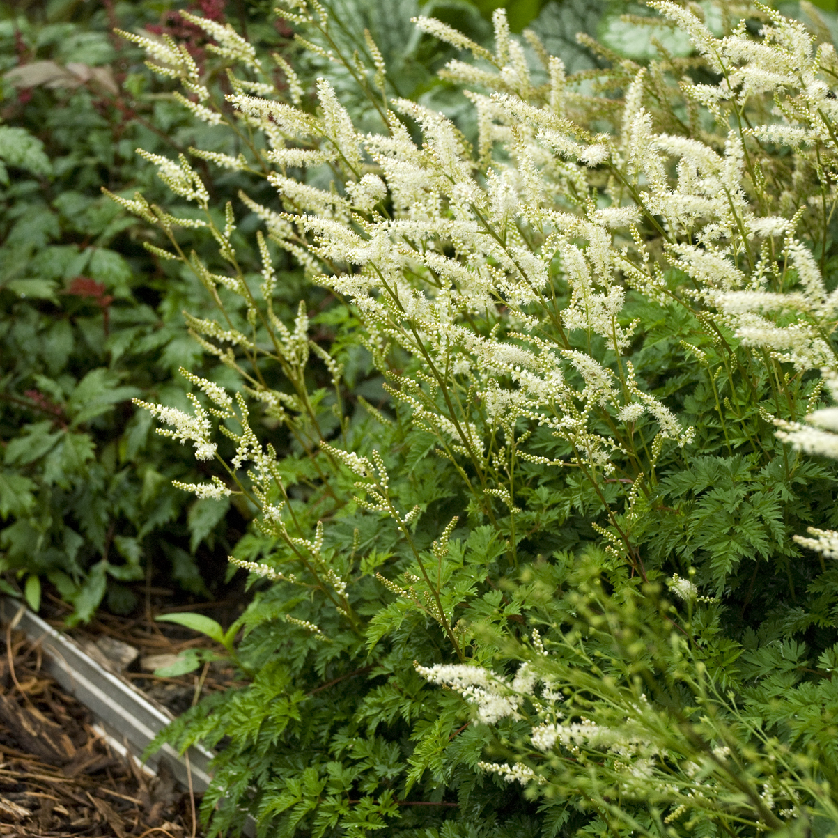 Dwarf Goatsbeard.jpg