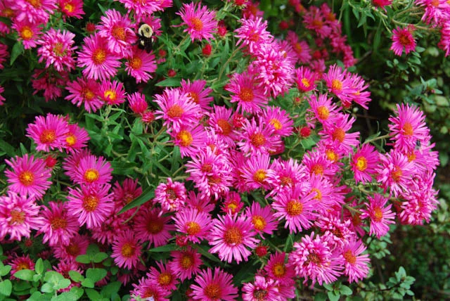 Aster-novi-belgii-Alma Potschke (New York Aster).jpg