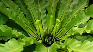 Bird's Nest Fern.jpg