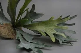 Staghorn.jpg