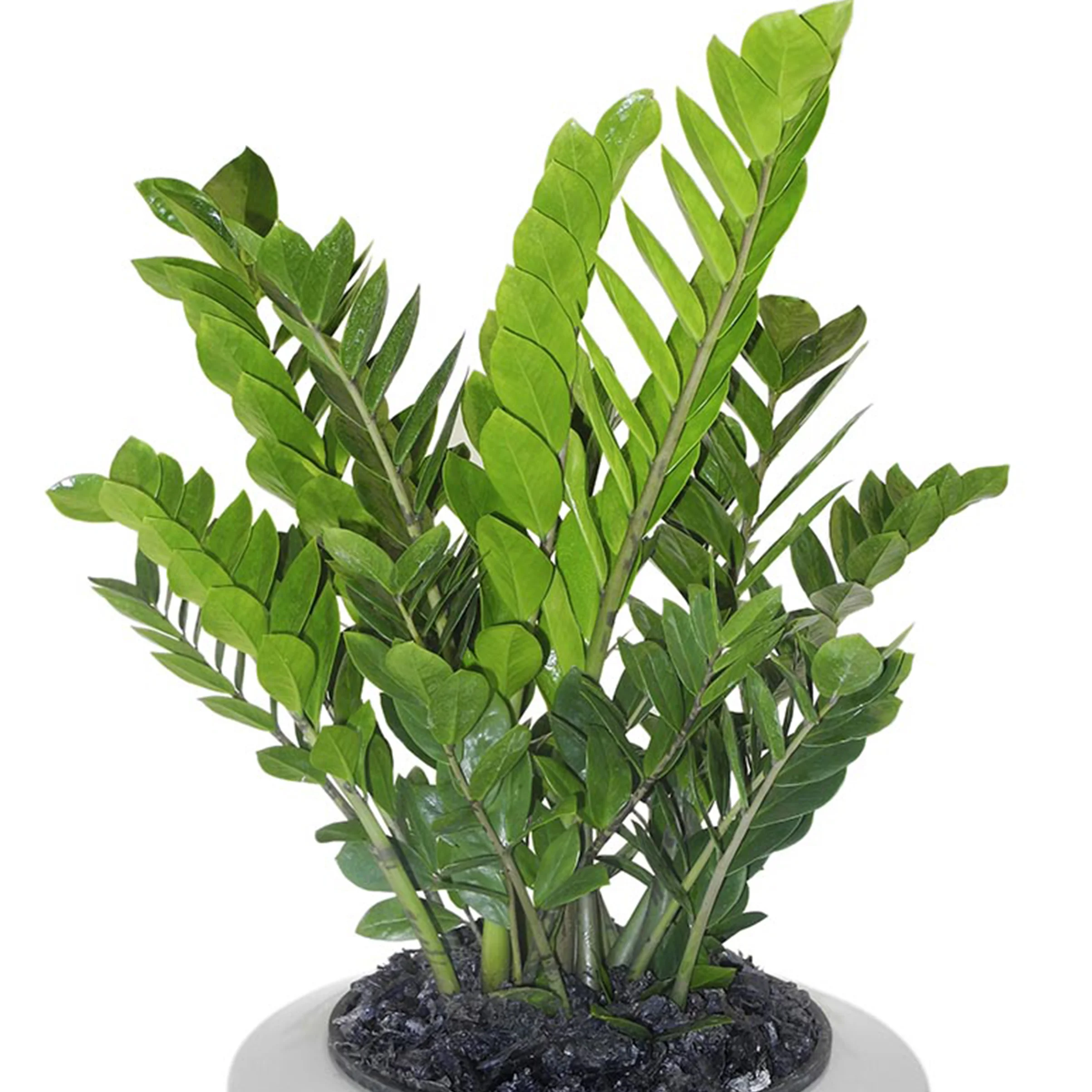 ZZ PLANT - zamioculcas zamiifolia.jpg