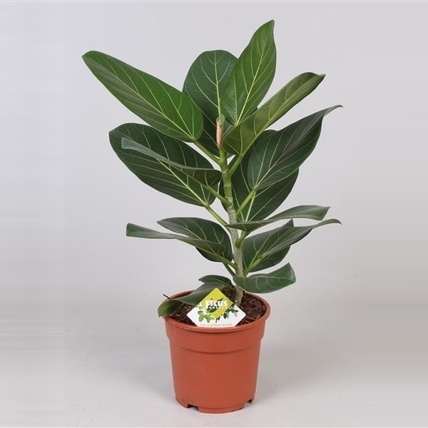 Ficus Adelpha Ficus — Handy Andy's Nursery