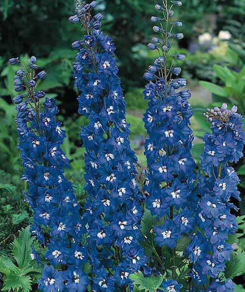 delphinium-elatum-blue-bird-pacific-giant.jpeg
