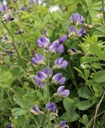 false indigo.jpg