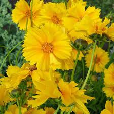 sunray coreopsis.jpg