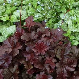 obsidian coral bells.jpg