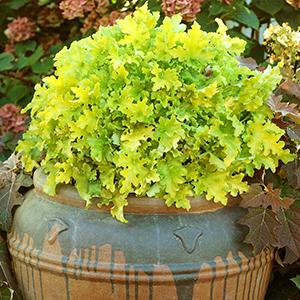 lime marmalade heuchera.jpg