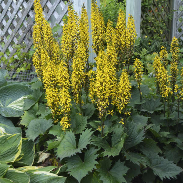 rocket ligularia.jpg