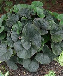 midnight ligularia.jpg