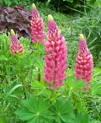 Lupinus Polyphyllus-Gallery Pink-Lupine.jpg