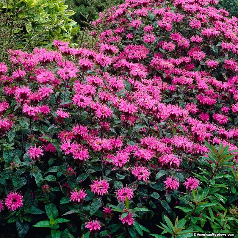 monarda-didyma-marshalls-delight(BeeBalm).jpg