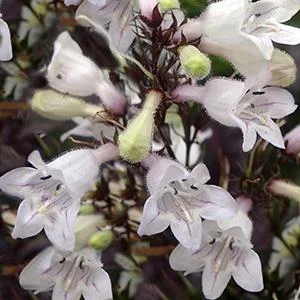 husker red beardtongue.jpg