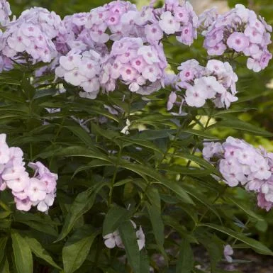 cotton candy phlox.jpg