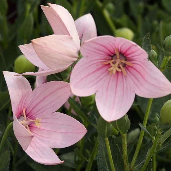 Platycodon-grandiflora-FloristPink.jpg