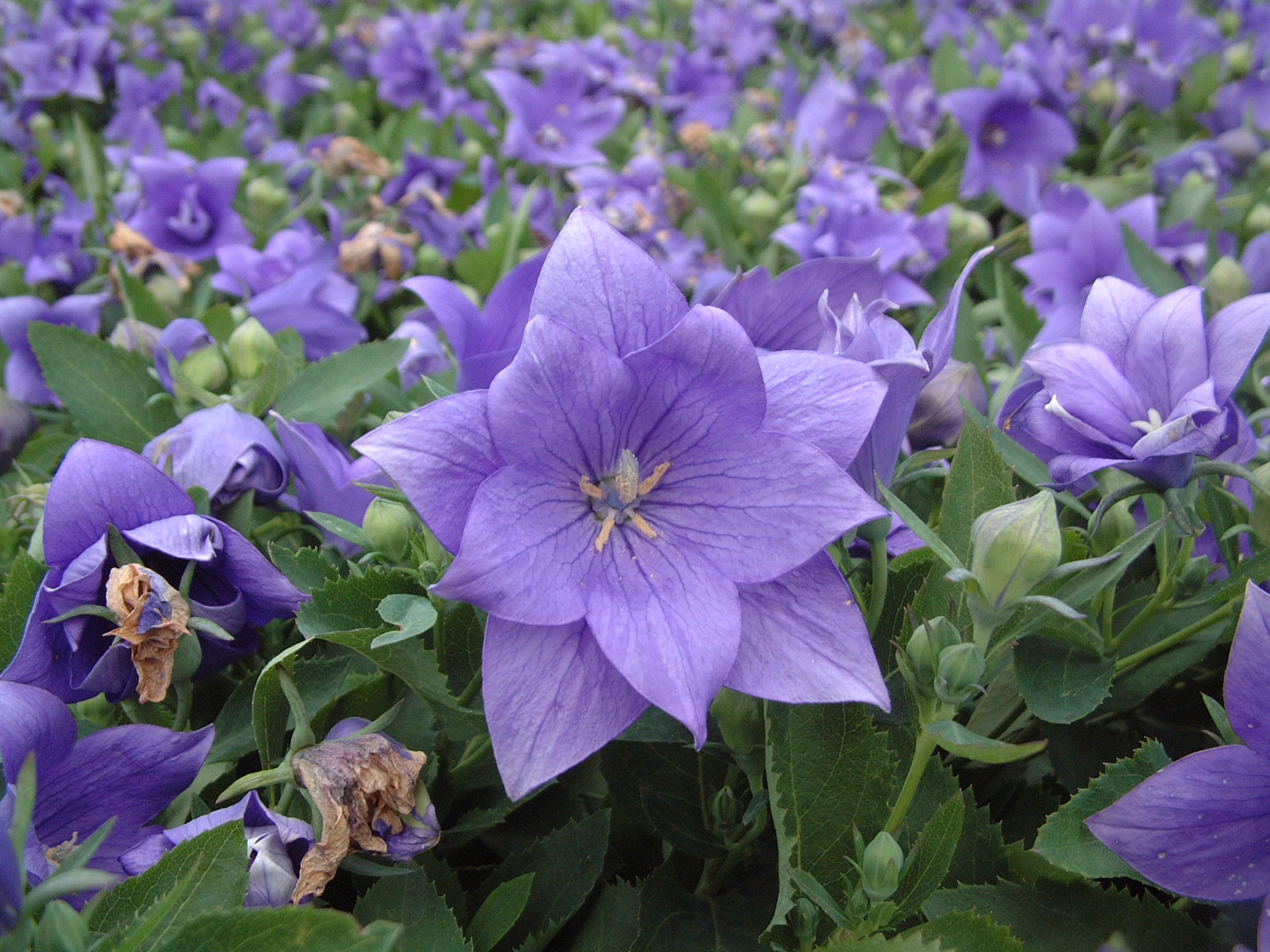 platycodon-grandiflora-DoubleBlueplab.jpg