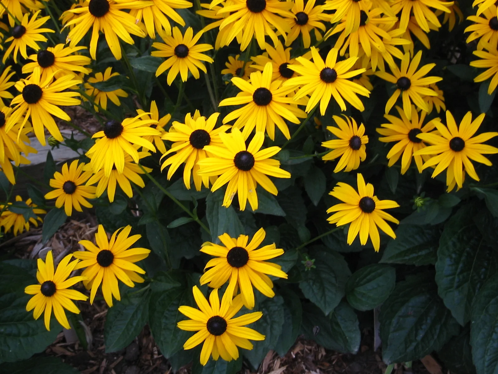 Rudbeckia-Goldsturm.jpg