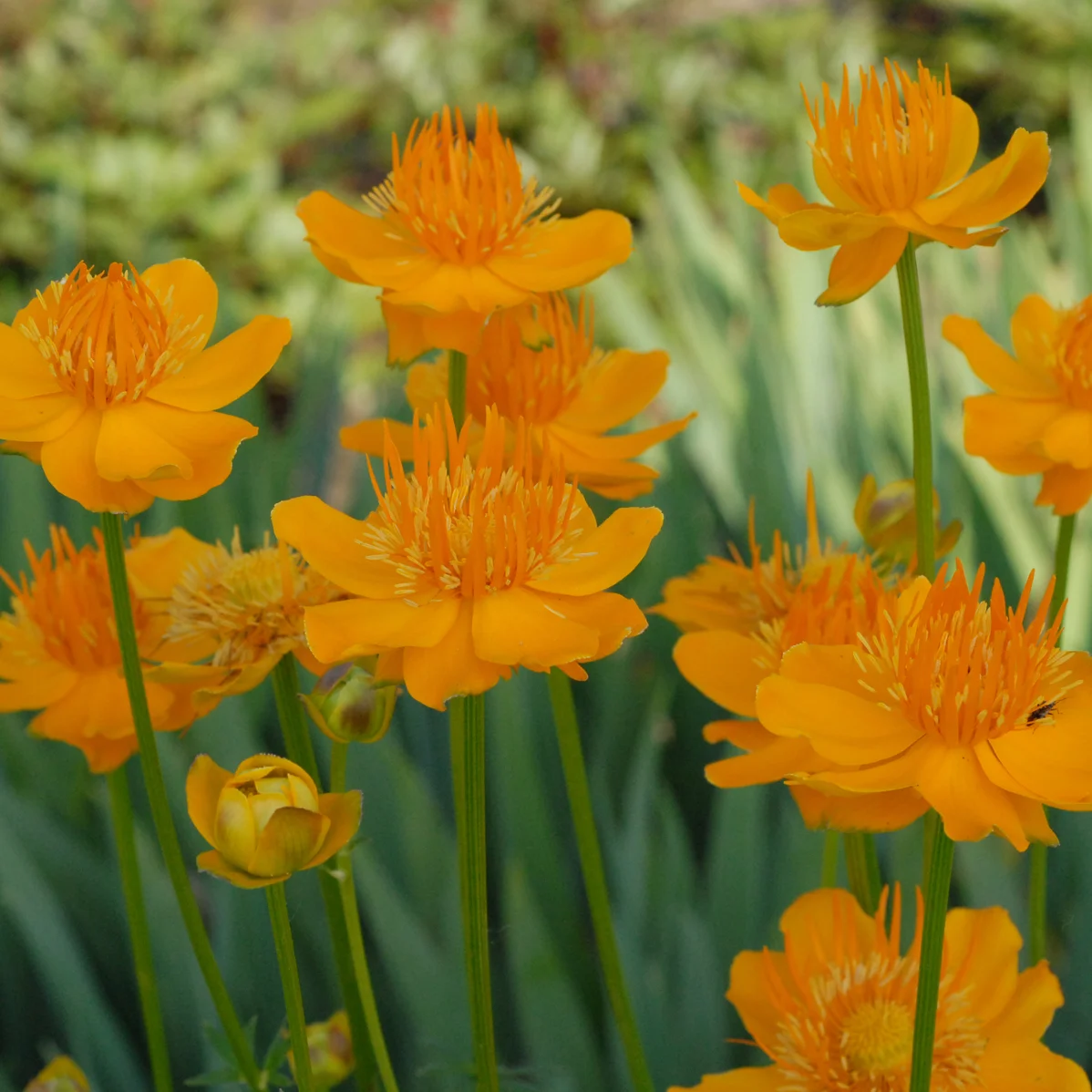 Trollius — Handy Andy's Nursery
