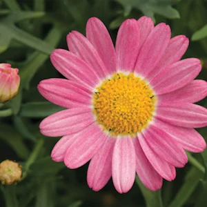 sassy pink argyranthemum.jpg